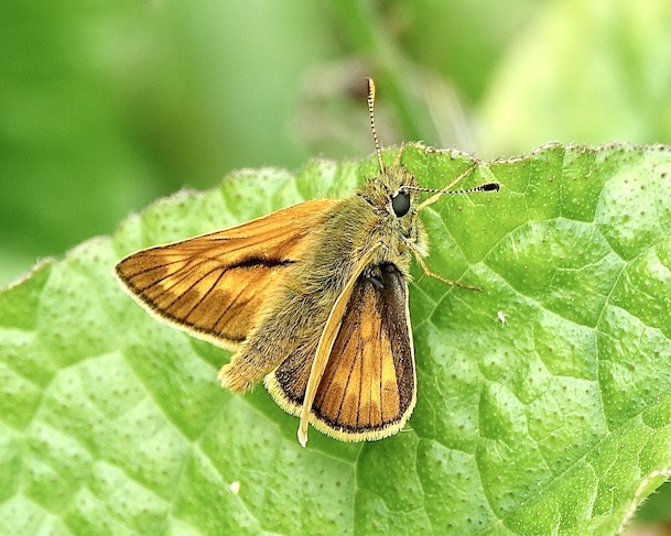 large skipper